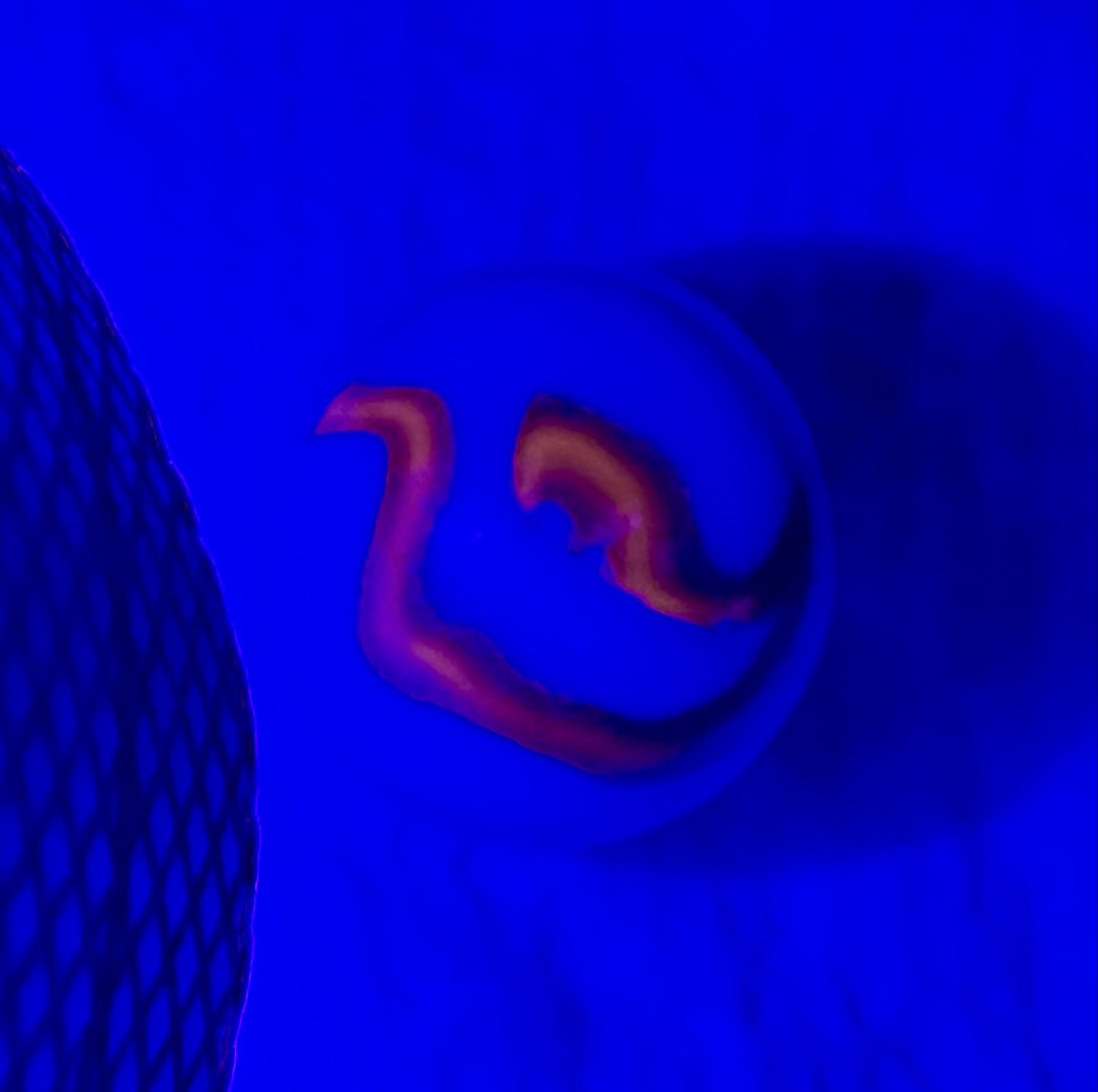 Alley Agate Selenium Ghost Swirl by Alley Agate Company, identification view