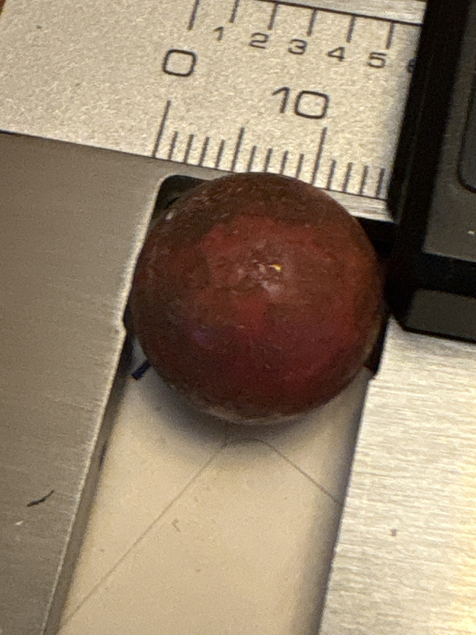 Brown/Red Bennington by Unknown German or American (Bennington Style)