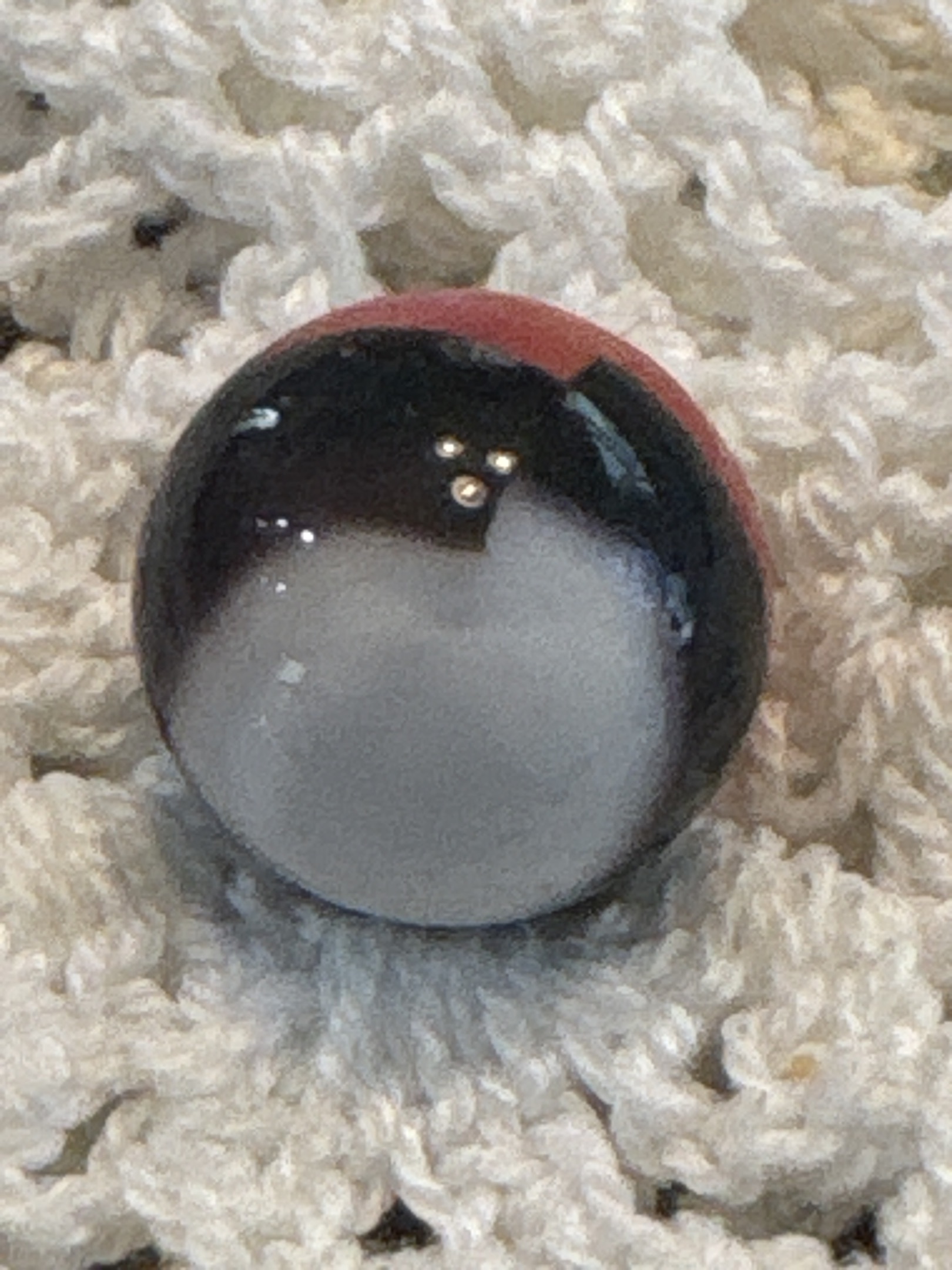 Red and Black on White by Vitro Agate Company, identification view