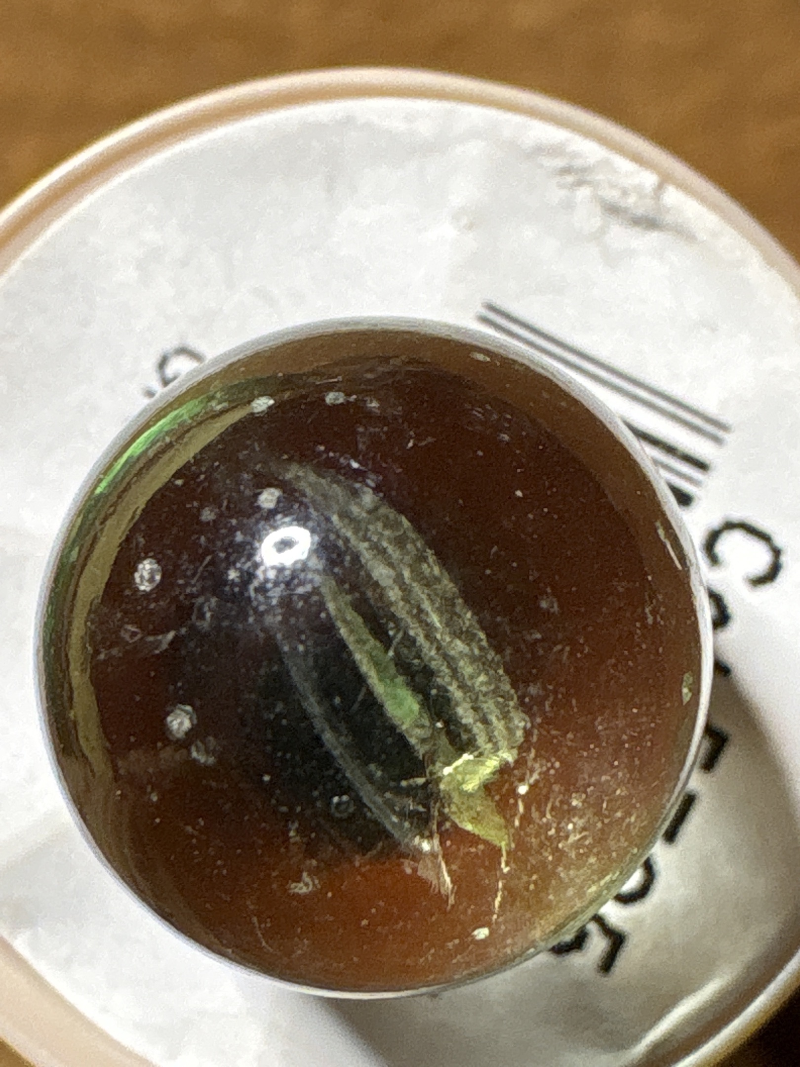 Amber Base (Green/White Ribbon) by Vitro Agate Company, identification view