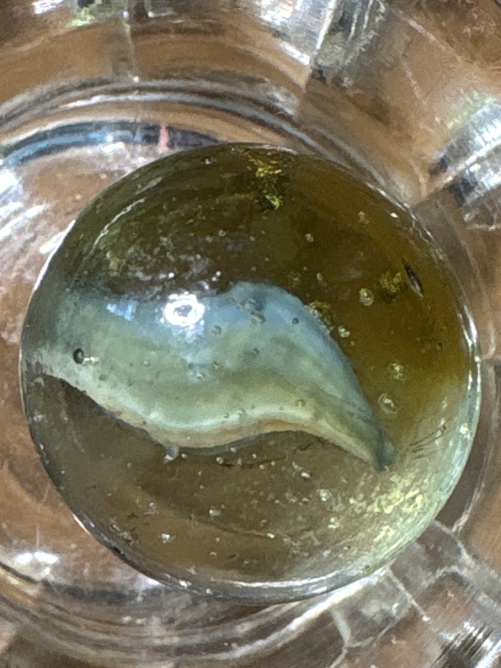 Amber Base Multi-Vane by Vitro Agate Company