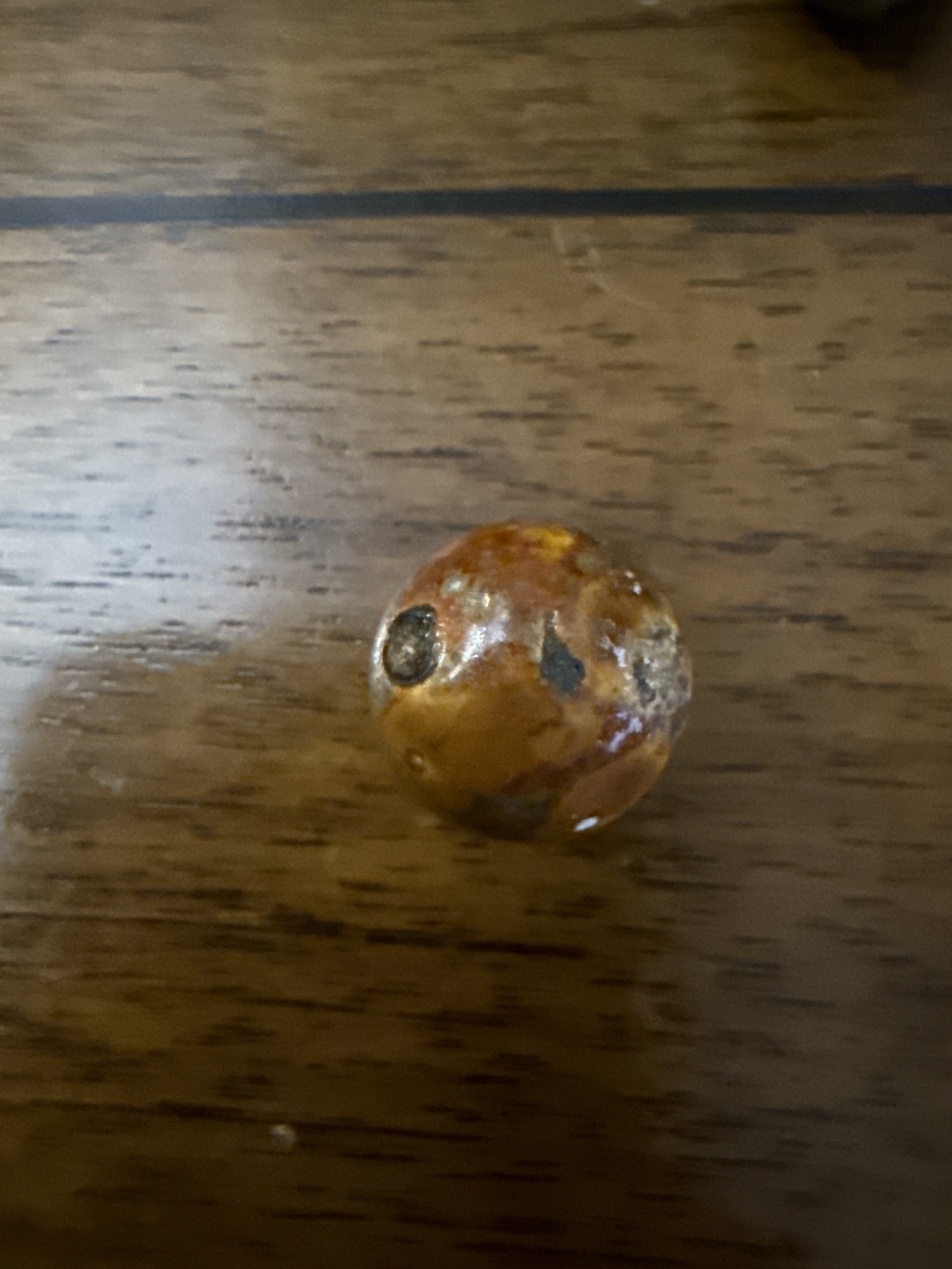 Brown with Blue/Grey Spots by German (Various), identification view