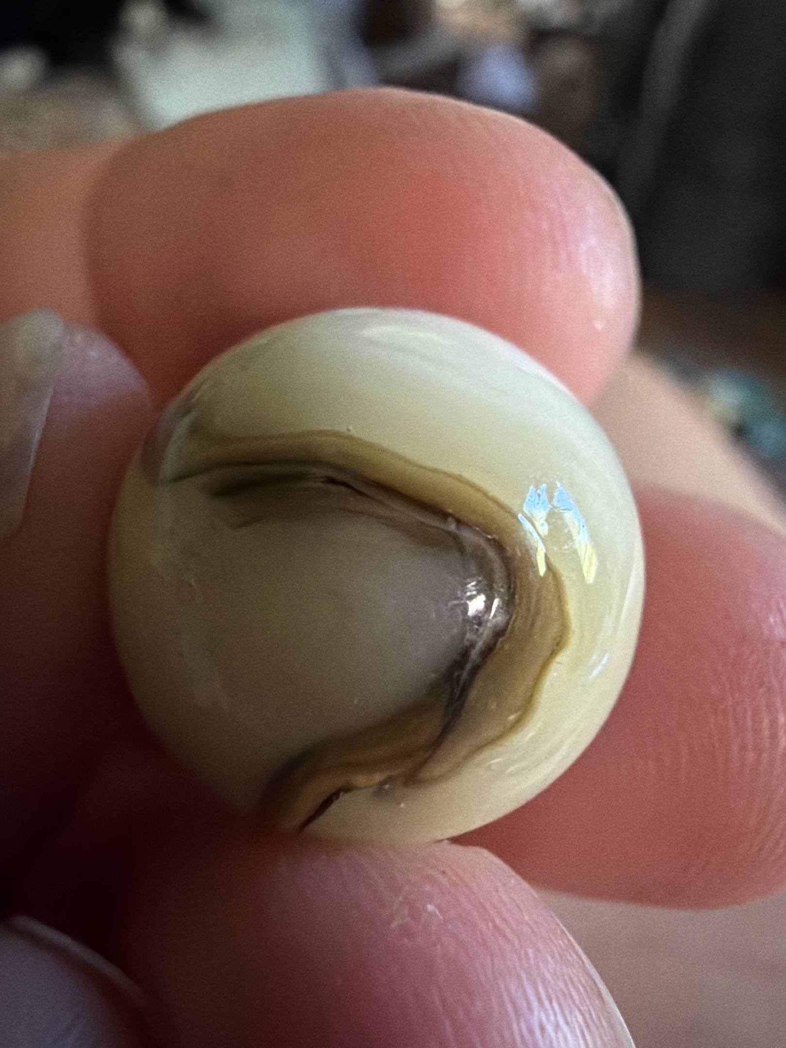 Tan and Cream Swirl by Alley Agate, identification view