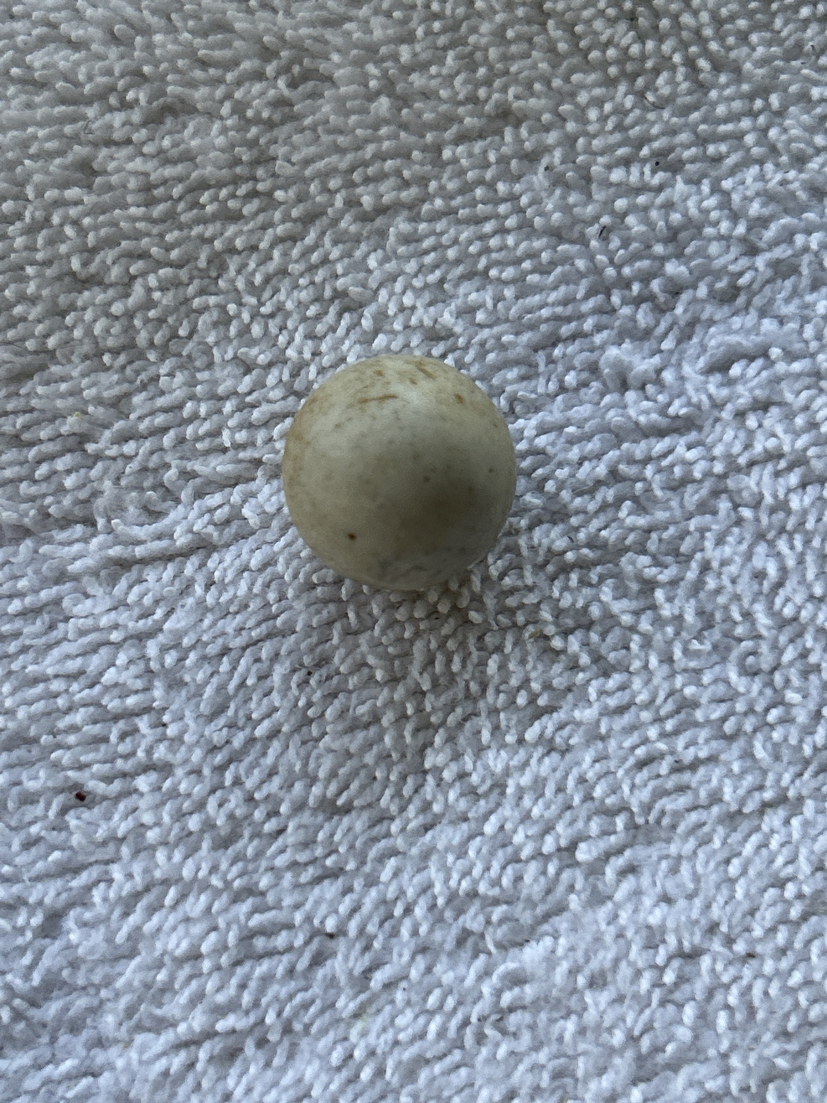 Natural Clay Commie by Unknown / Cottage Industry, identification view