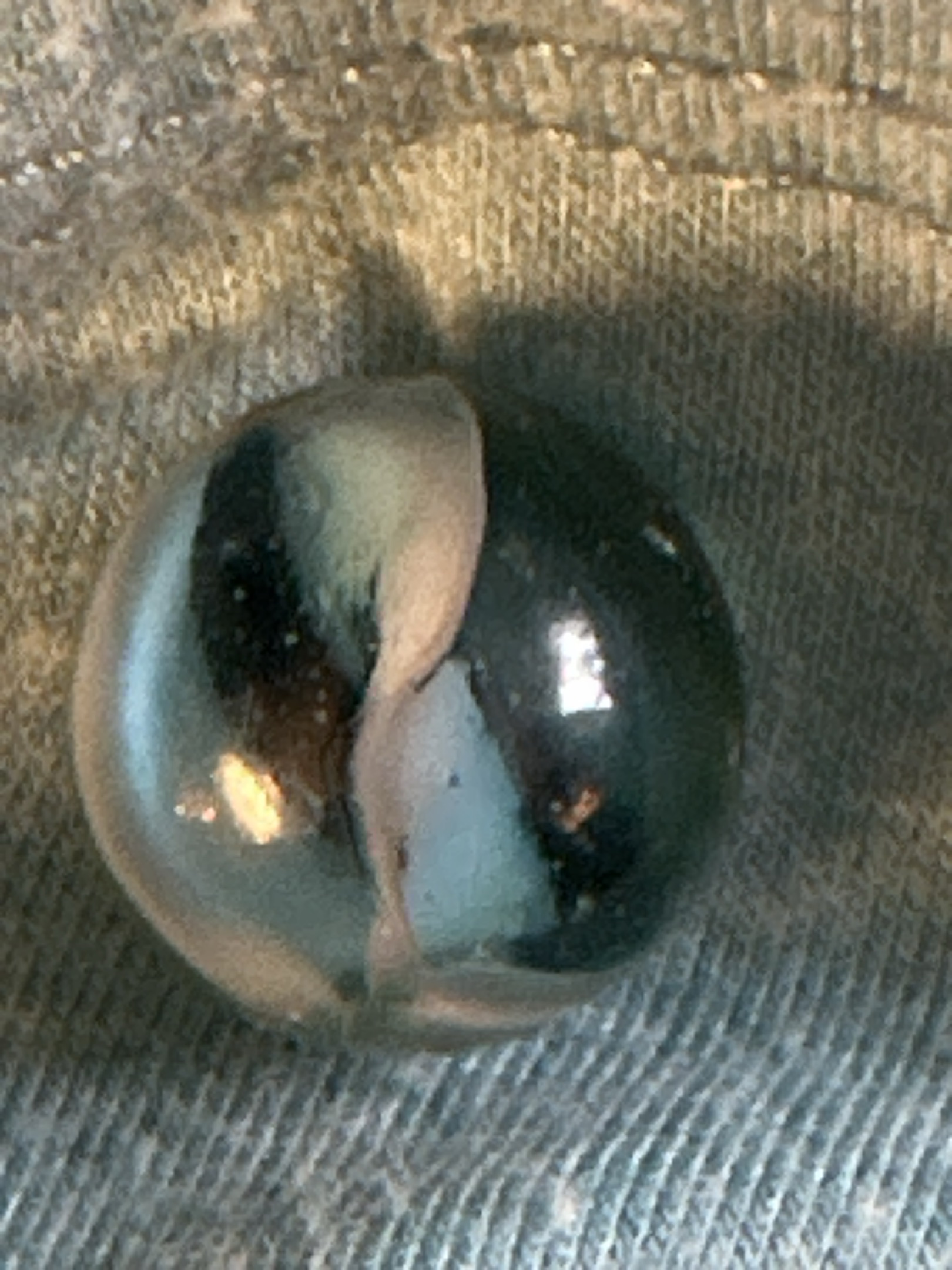 Phantom by Vitro Agate Company, identification view