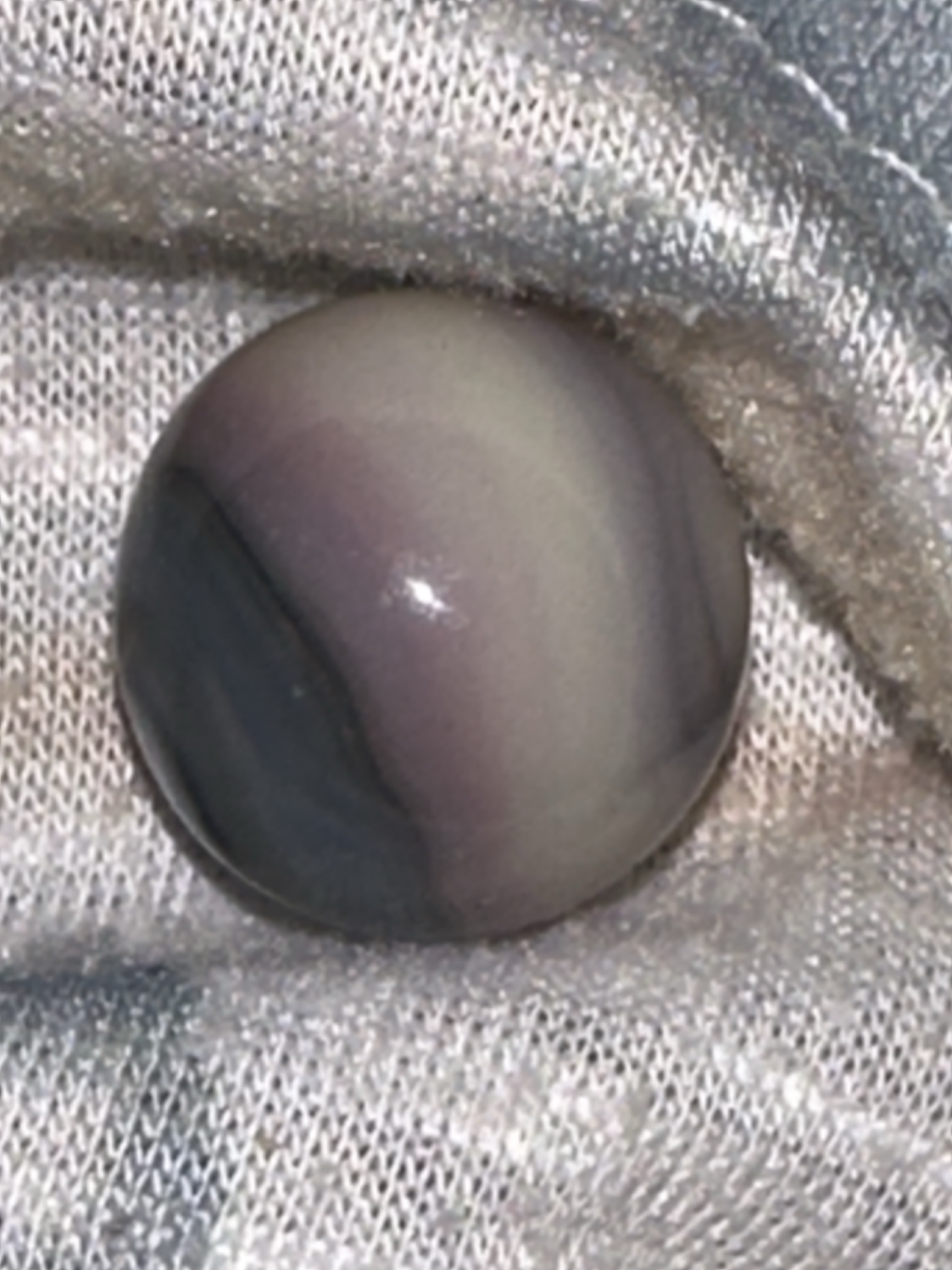 Lavender Onyx by Akro Agate Company, identification view