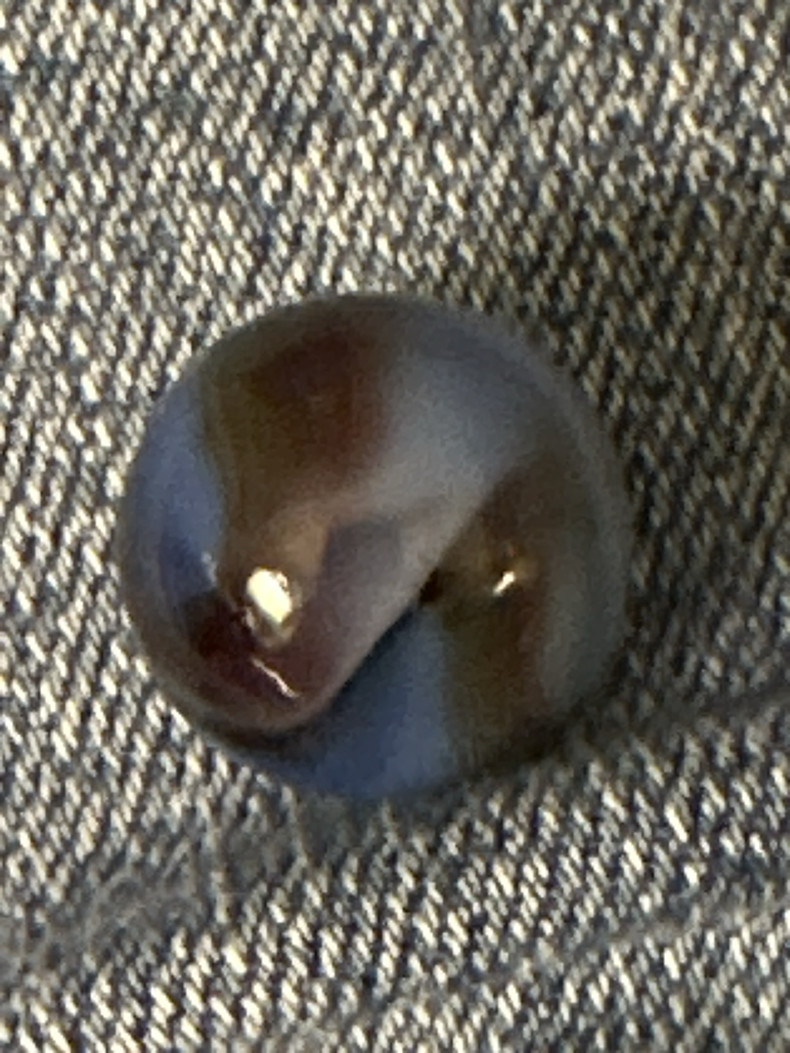Blue Oxblood by Akro Agate Company, identification view