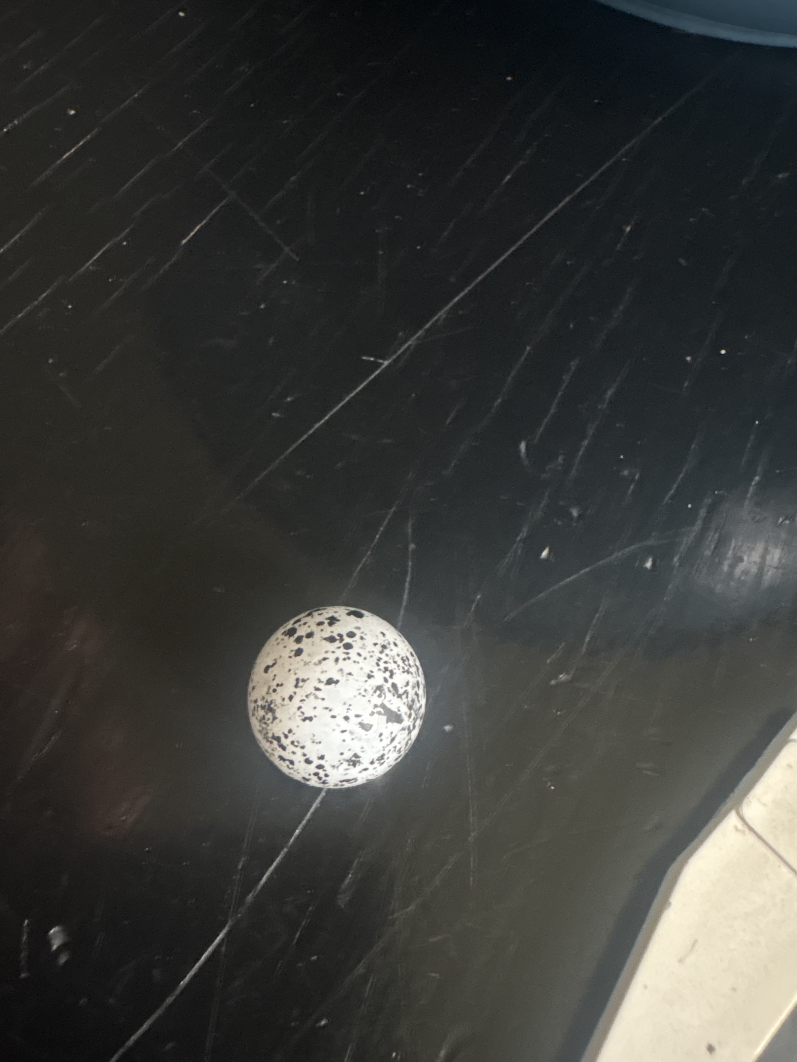 Bird's Egg by Vacor de Mexico (Mega Marbles)